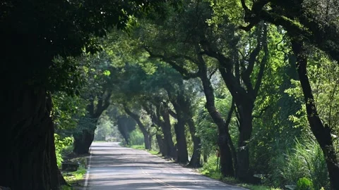 Jiji Green Tunnel is located between Mingjian Township and Jiji Town. Stock Footage 253192032
