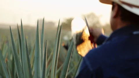 Jimador sharpening coa in agave field at sunset, Stock Footage 194089090