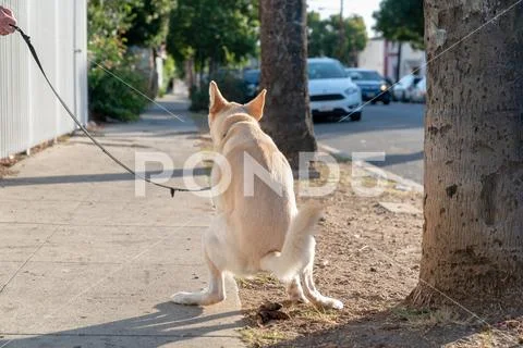 Jindo dog defecating Stock Photos