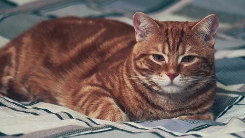 Jinger cat lying on bed. 4k Stock Footage 82211053