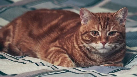 Jinger cat lying on bedroom backgrond. 4k Stock Footage 82210467