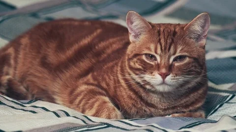 Jinger cat lying sleepy on bed. 4k Stock Footage 82211244