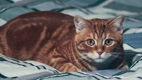 Jinger cat playing on home background. 4k Stock Footage 82211495