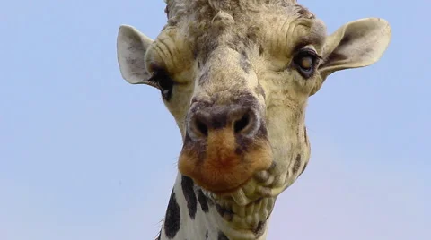 Jirafee close up Stock Footage 45656426