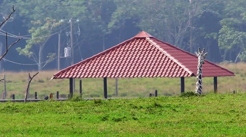 Jirafee walking in zoo Stock Footage 45657956