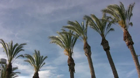 Jittery Palms Stock Footage 1068557