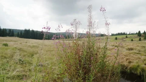 Jizerka Stock Footage 207817500