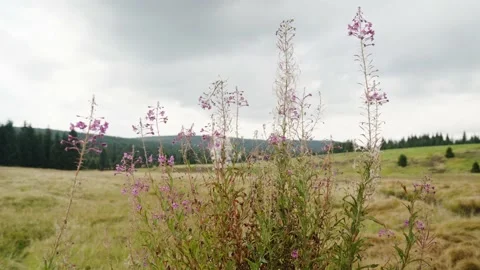 Jizerka Stock Footage 207817947