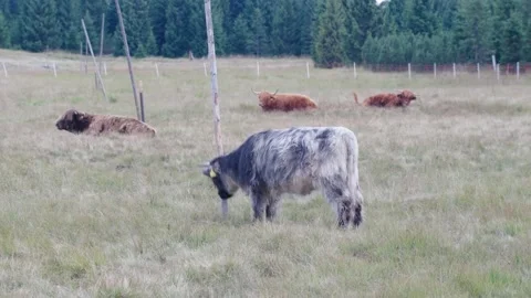 Jizerka Stock Footage 207818091