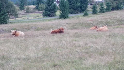 Jizerka Stock Footage 207818211