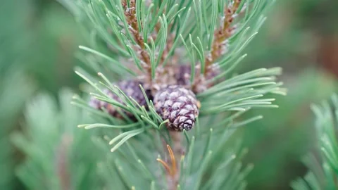 Jizerka Stock Footage 207823184