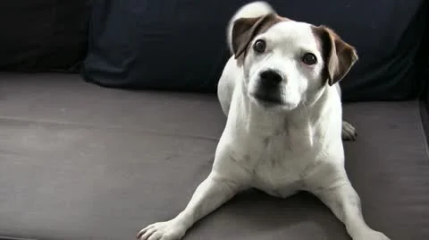 Jm0002-DogBark Stock Footage 10889225