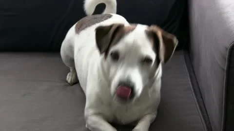 Jm0003-DogEat Stock Footage 10889256