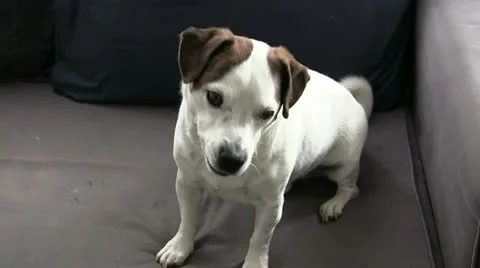 Jm0004-DogLick Vídeos de archivo 10889277