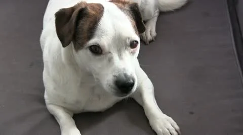 Jm0007-DogYawn Video stock 10889321