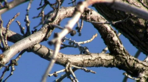 Jm038-tree sky winter2 動画素材 65187