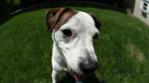 Jm1082-PuppyFisheyeEating Stock-Footage 11059949