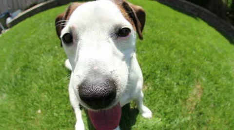Jm1088-Puppy Closeup Fisheye Stock Footage