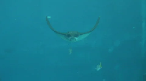 Jm1089-Stingray Stock Footage 784510