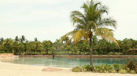 Jm1113-Palmtree Video stock 785361