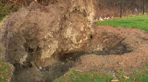 Jm118-Tree Wreckage Video stock 70393