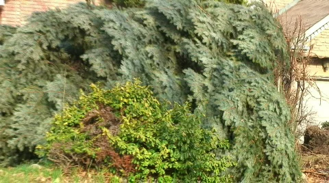 Jm120-Tree Wreckage 스톡 동영상 70434