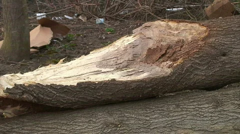 Jm124-Tree Wreckage Video stock 70539