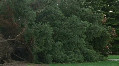 Jm125-Tree Wreckage Video stock 70546