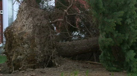 Jm127-Tree Wreckage Video stock 70559