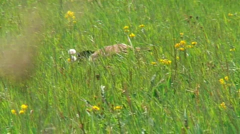 Jm153-bird attack Video stock 76876