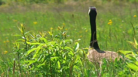 Jm154-geese Video stock 76922