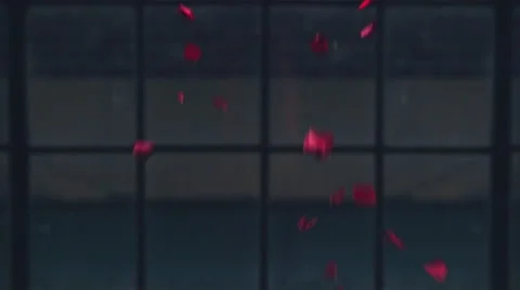 Jm1548 Red Rose Pedals Falling Up Down Window Slowmo 96fps Vídeos de archivo 47289885