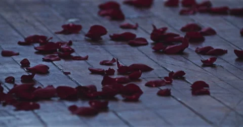 Jm1550 Red Roses Fallen Ground Hardwood Floor Stock Footage 47290701