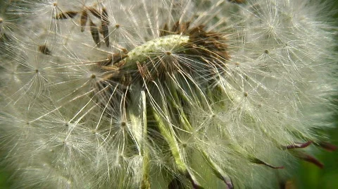 Jm156-dandelion closeup Video stock 77119