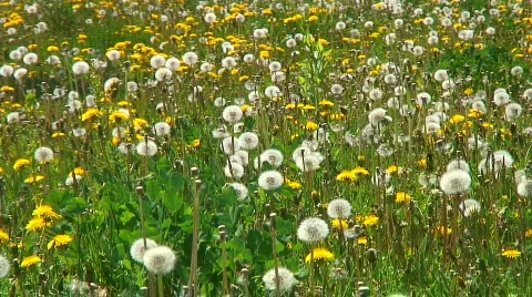 Jm156-dandelion field Video stock 77123