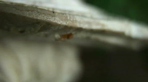 Jm166-Spider On Statue Video stock 79866