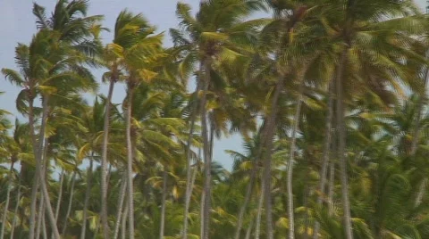Jm181-DR-Beach Palms 스톡 동영상 82088