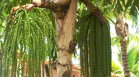 Jm215-DR-Dreadlock Tree2 Stockbeeldmateriaal 82188