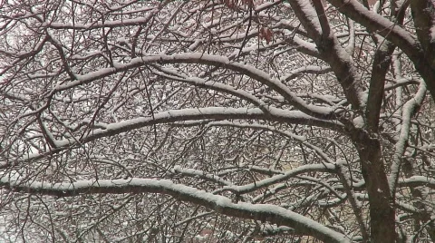 Jm259-Snow Trees Stock-Footage 98580