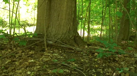 Jm284-Lively Tree Видео 121127