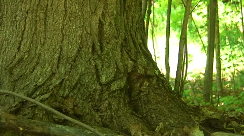 Jm285-Lively Tree2 Stock-Footage 121129