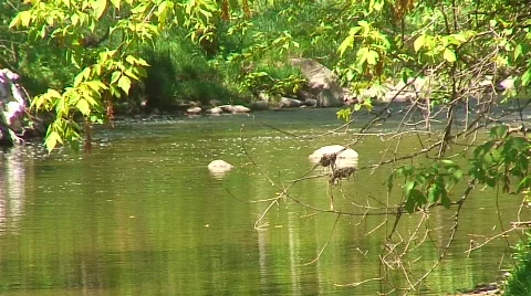 Jm299-Rouge River3 Stock Footage 121150