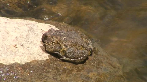 Jm300-Rock Toad Stock Footage 121151