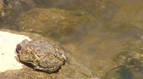 Jm301-Rock Toad2 库存影片 121152