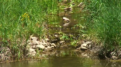 Jm308-Meadow Stock Footage 121207