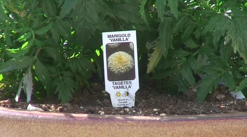 Jm325-Marigold Vanilla 스톡 동영상 124622