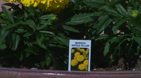 Jm326-Marigold Yellow 스톡 동영상 124623