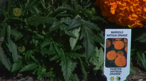 Jm327-Marigold Orange 스톡 동영상 124624