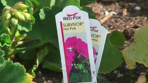 Jm329-Hot Pinks Video stock 124628