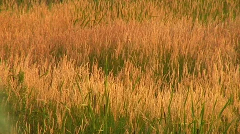 Jm546-Tall Grass Video stock 137306